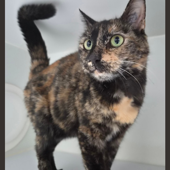 Photo of Pebbles