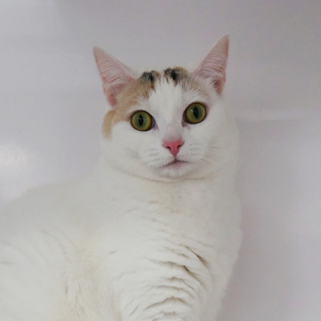 Photo of Minks Sua012891