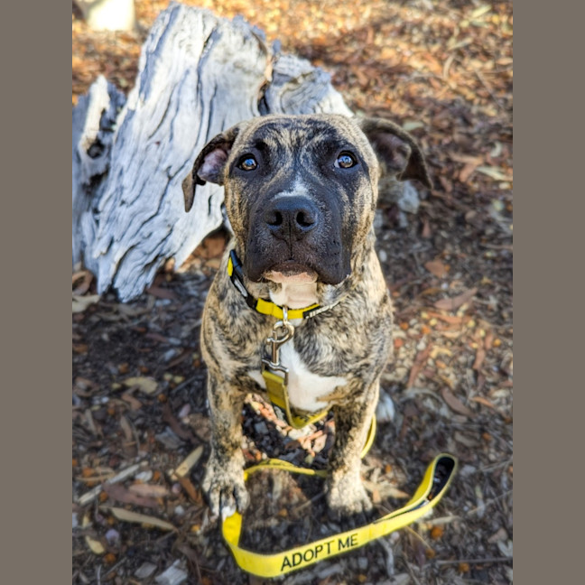 Photo of Stitch 