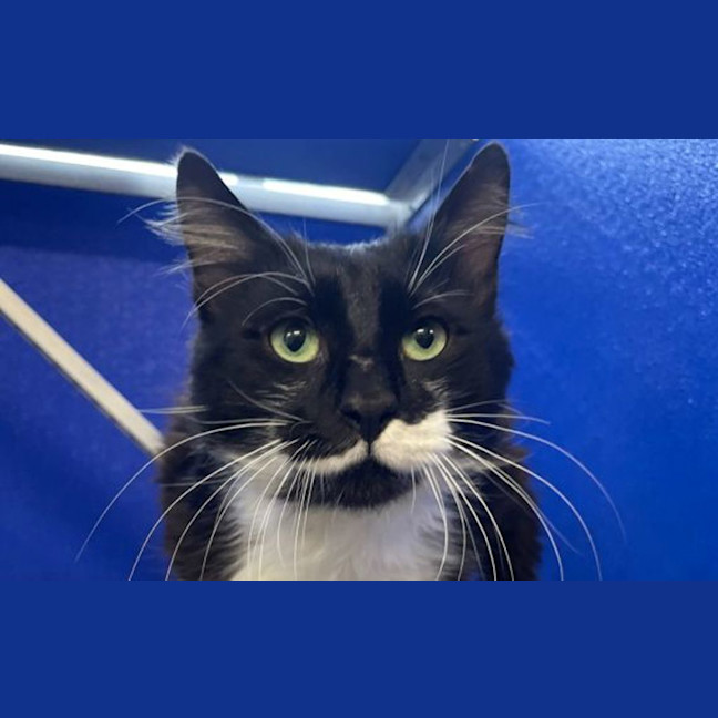 Photo of Edgar Allen Purr