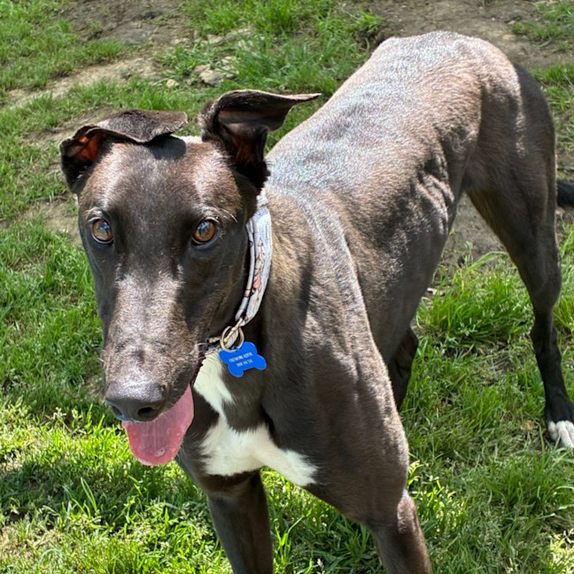 Photo of Arwen The Greyhound