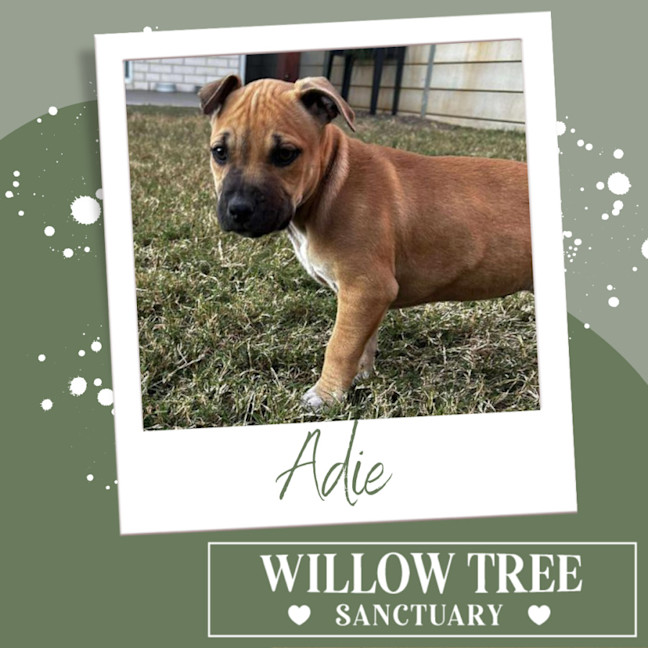 Photo of Adie