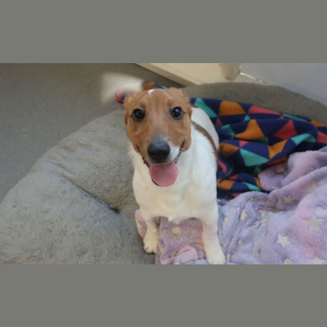 Photo of Rosco