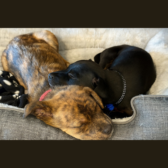 Photo of Tigger   8 Week Old Kelpie X