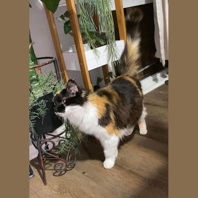 Photo of Dolly Purrton