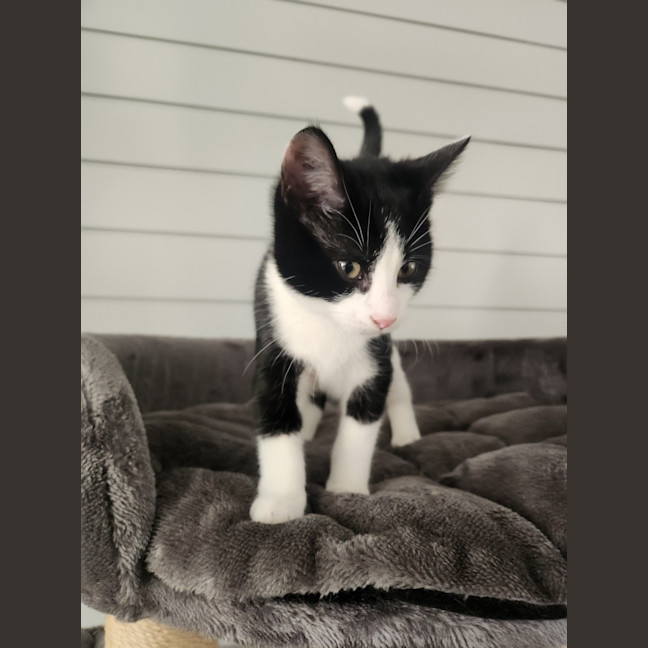 Photo of Bouncing Billy