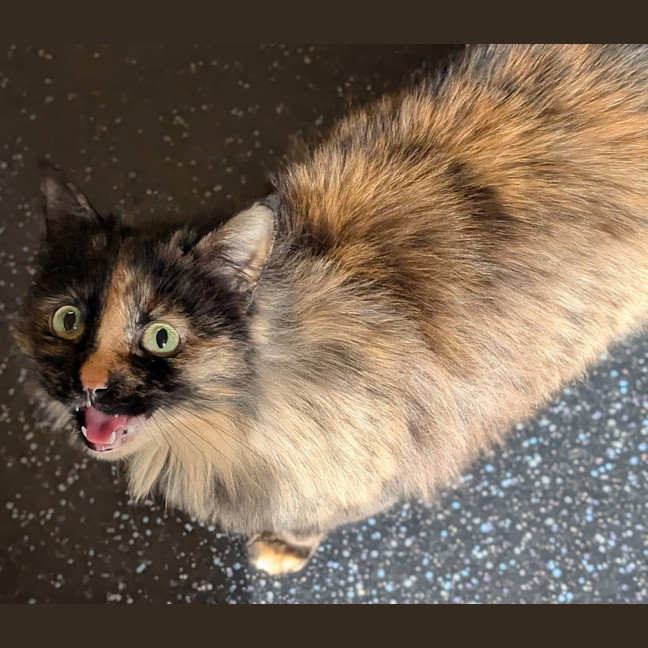 Photo of The Silent Warrior