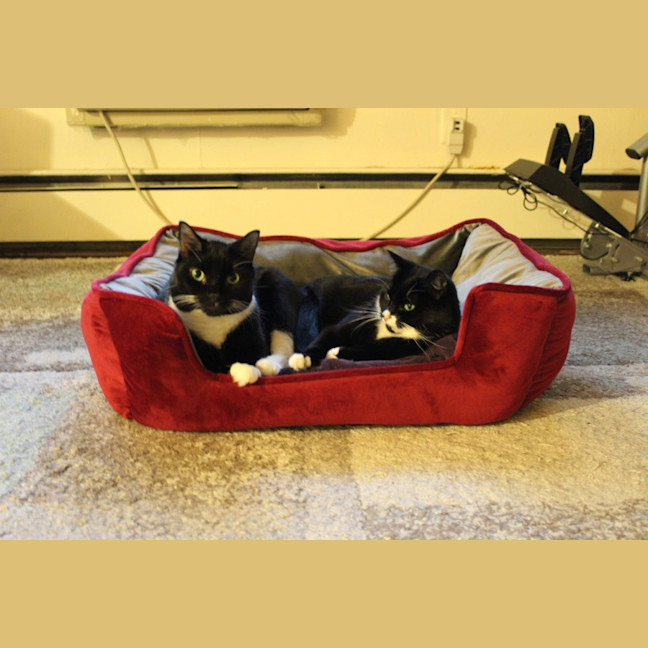 Photo of Hershey & Kiss