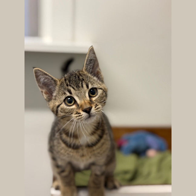 Photo of West   Petstock Invermay