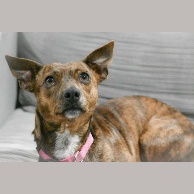 Photo of Bonnie