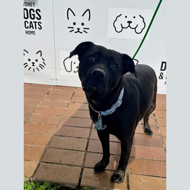 Photo of Nova
