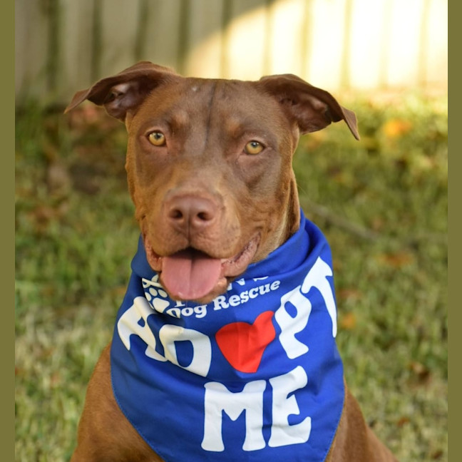 Photo of Turbo *$250 Adoption Fee*