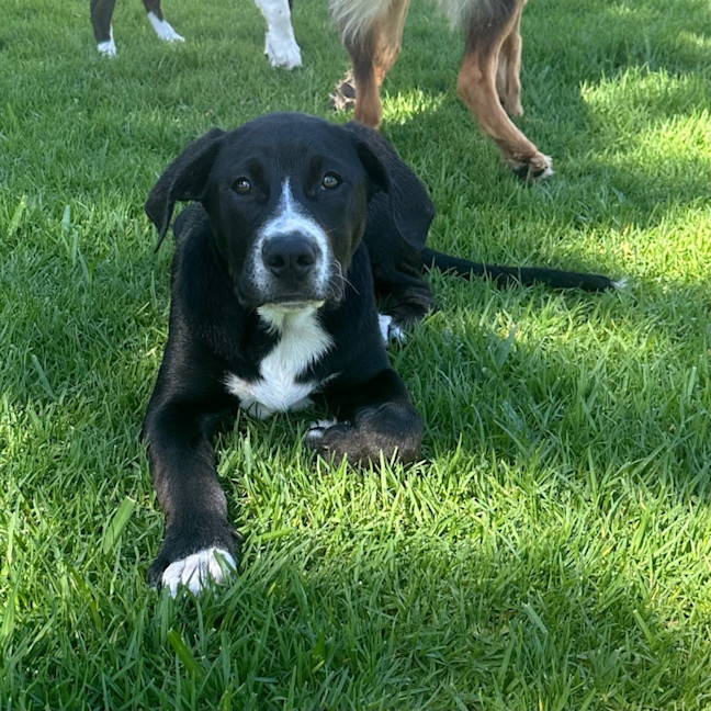 Photo of Murphy   16 Week Old Kelpie X Border Collie (Trial