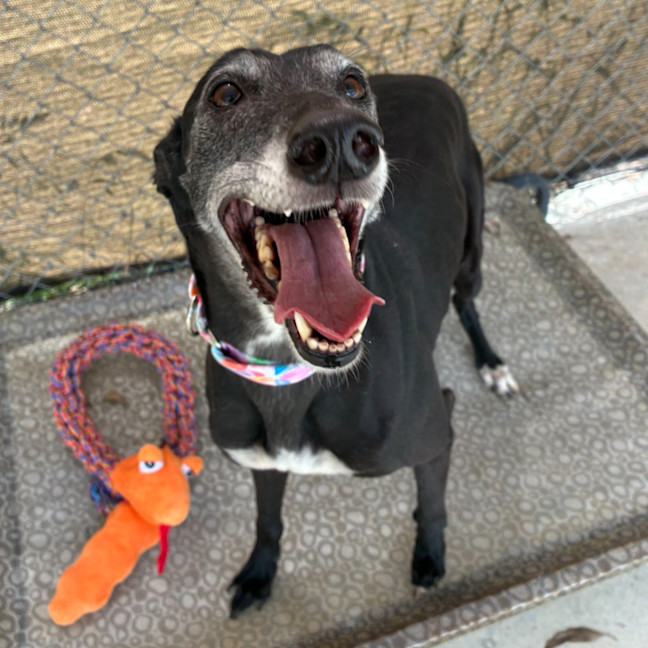 Photo of Lucy The Greyhound