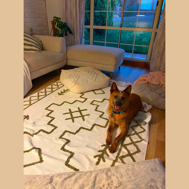 Photo of Bandit   10 Month Old Cattle Dog