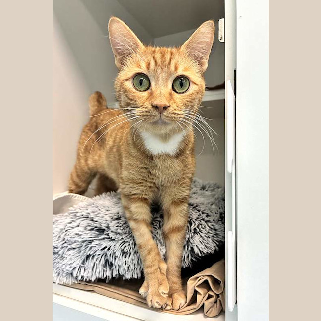 Photo of Ginger