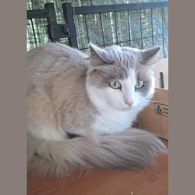 Photo of Sir Lancelot
