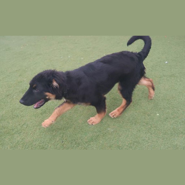 Photo of Buddy