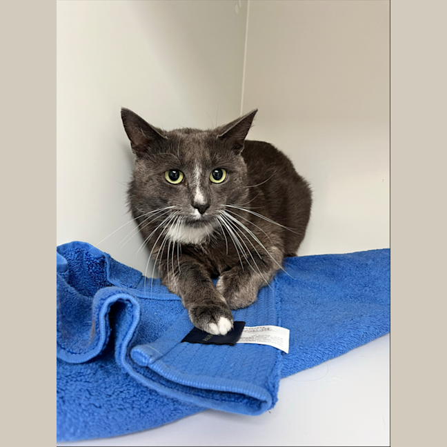 Photo of Merlin