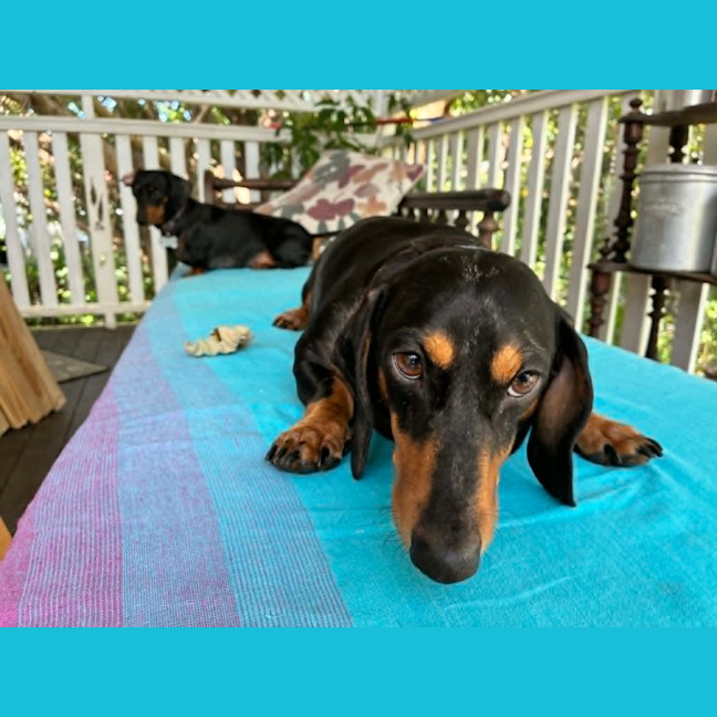 Photo of Jemma And Hunter Bonded Pair