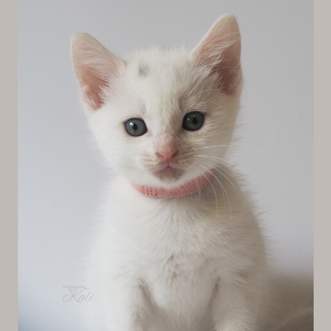 Photo of Mozzarella