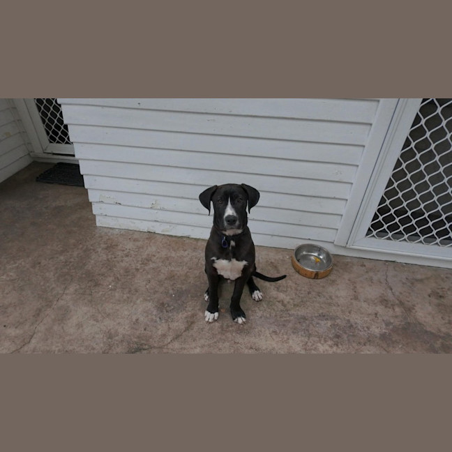 Photo of Nero   3 Month Old Great Dane X (Trial)