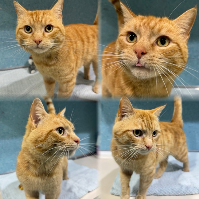 Photo of Waffles