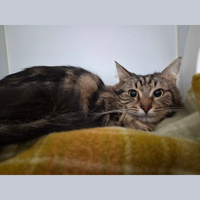 Photo of Burrito 