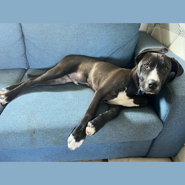 Photo of Nero   3 Month Old Great Dane X (Trial)