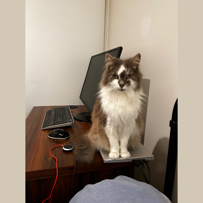Photo of Bobo