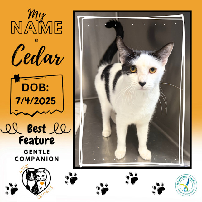 Photo of Cedar