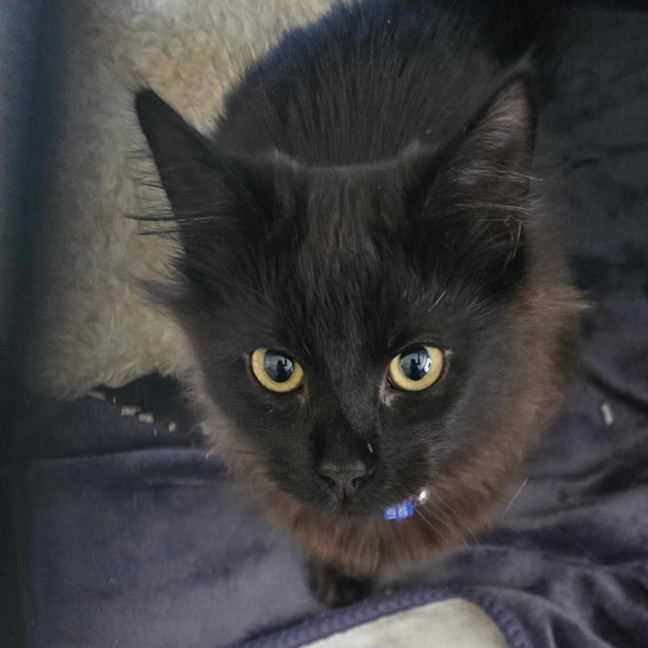 Photo of Minch   6 Month Old Domestic Mediumhair