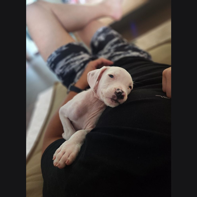 Photo of Koko Licious