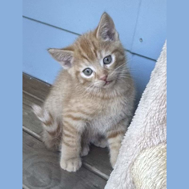 Photo of Pip (Was Cinnamon)