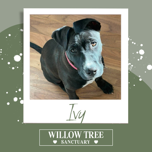 Photo of Ivy