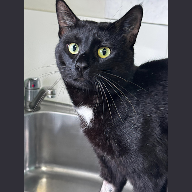 Photo of Terry Crews