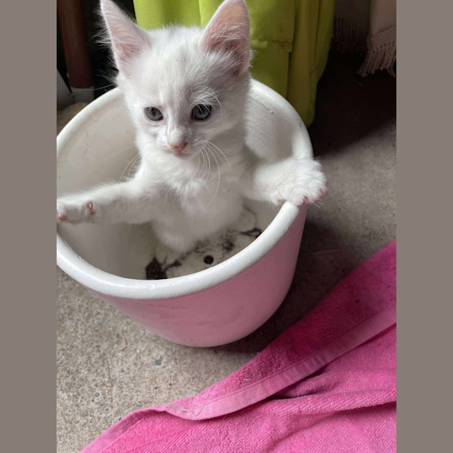 Photo of Charlie
