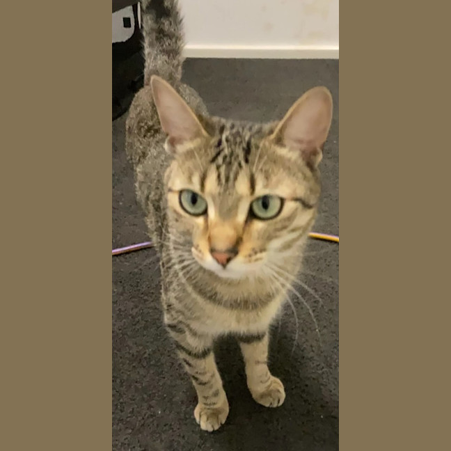Photo of Astro