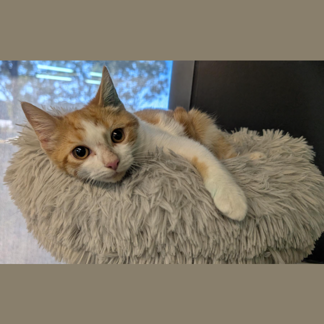 Photo of Breen Junior