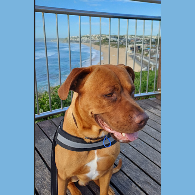 Photo of Boof   2 Year Old Mastiff X