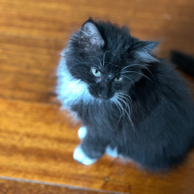 Photo of Suzi Fourarms