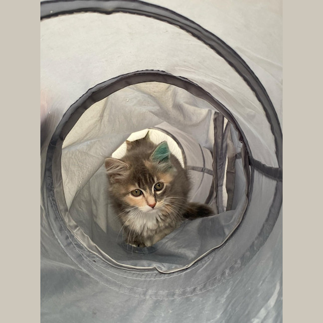 Photo of Milli