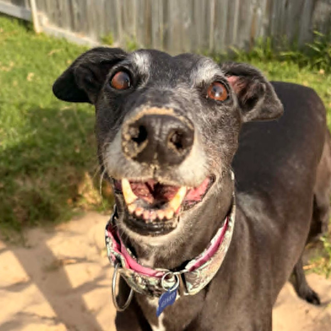 Photo of Ginko The Greyhound