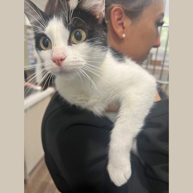 Photo of Pippy Now At Pet Quarters Glendale