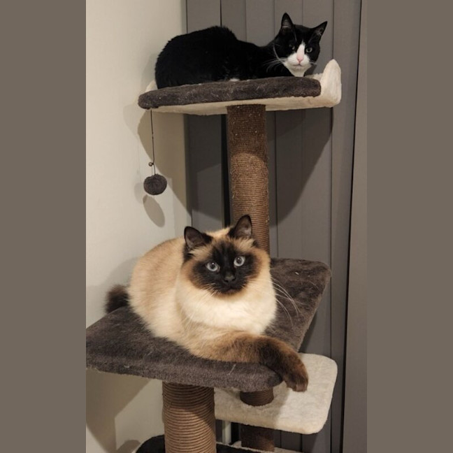 Photo of Kitty