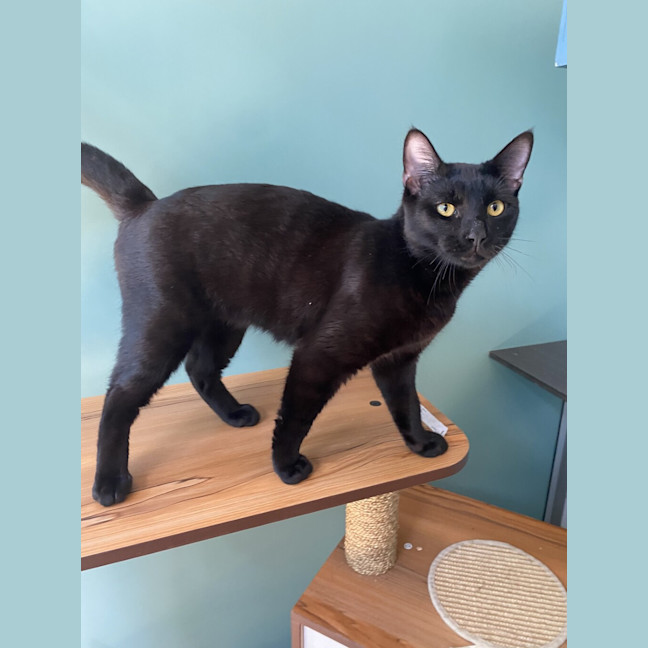 Photo of Angus