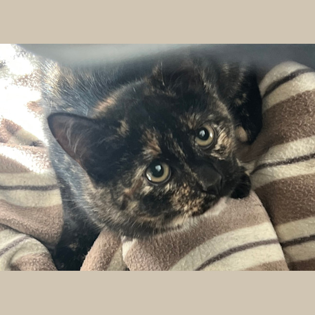 Photo of Azula