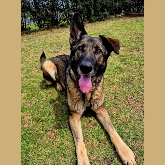 Photo of Chance (67167)