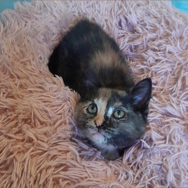 Photo of Cosmo, Stormy, Sable And Kalla