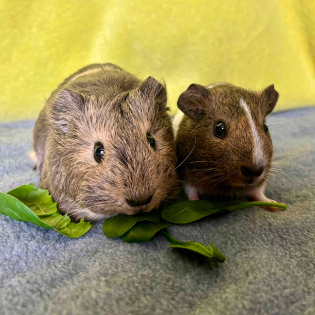 Photo of Gracie & Gidget